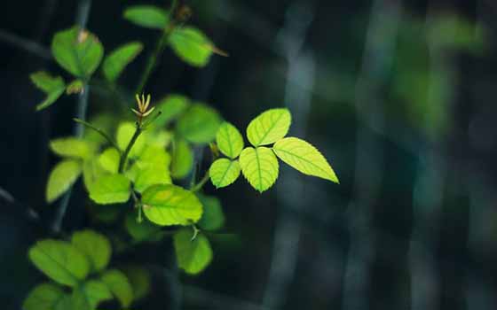 芒果切开有黑色的丝是怎么了，芒果为什么切开会有黑色丝？