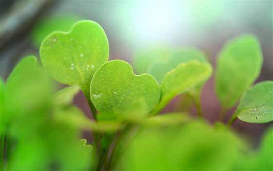 水仙花的功效，水仙花球王会APP开启健康之门